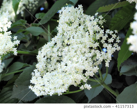 接骨木花 41157313