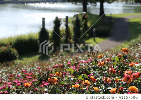 Roses and ponds of Dragonfly Pond Park 41157590