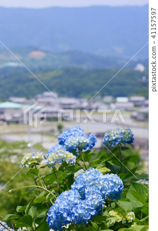 Hydrangea flower Koino, Hashimoto city, Wakayama prefecture Hydrangea flower Koino, Hashimoto city, Wakayama prefecture 41157597