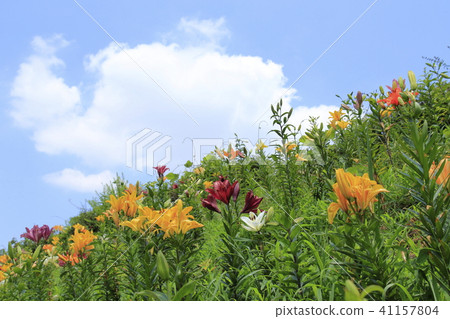 Azalea yurien blue sky and lily hill 41157804