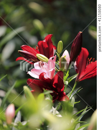 Mezurayurain花園紅百合 Mezurayurain花園紅百合 41158080