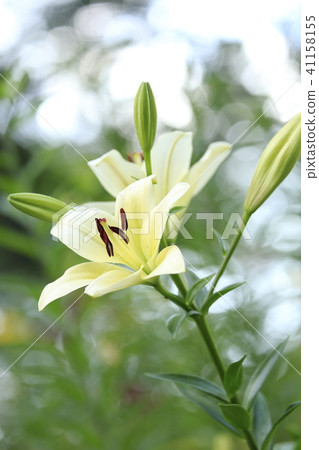 Azalea yurien white lily Azalea yurien white lily 41158155