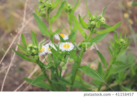 Harujion Harujion 41158457