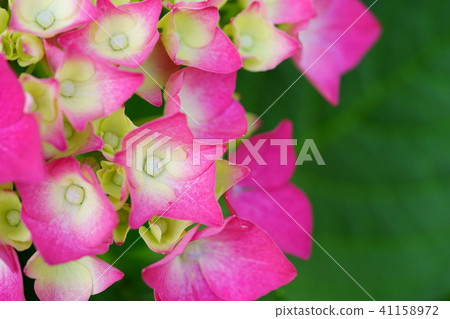 Young pink hydrangea 6 41158972