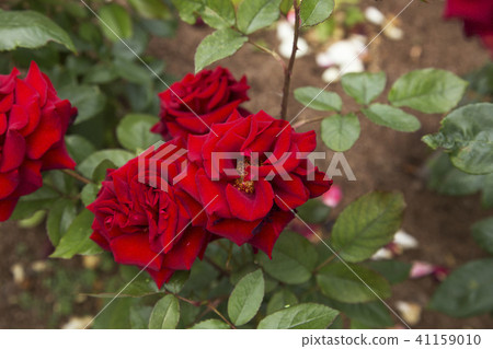 Arao City Ominous Citizen Flower Bed Rose Flower, 41159010