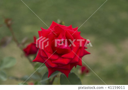 Arao City Ominous Citizen Flower Bed Rose Flower, 41159011