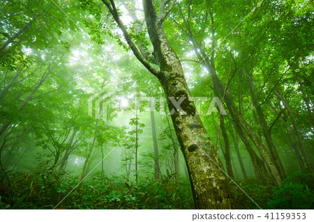 World Heritage Shirakami Mountains Forest 41159353