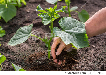 hand of a farmer giving dry horse dung fertilizer  41159942