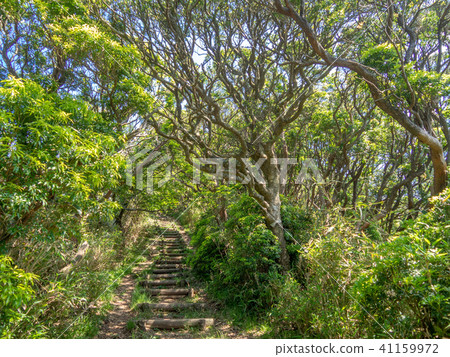 [Izu Peninsula] Early summer highland scenery [Izusan Ridge walkway, around Daruma] 41159972