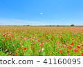 Poppy 41160095