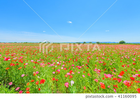 Poppy 41160095