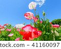 Poppy 41160097
