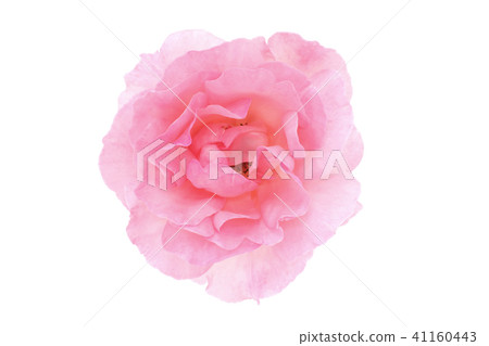 Rose flower 41160443