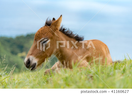 新生的野馬 41160627