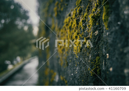 Old moss on the castle wall of baiona, galicia Old moss on the castle wall of baiona, galicia 41160709