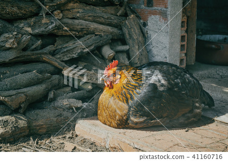 ecological animal, black hen lying enjoying  41160716