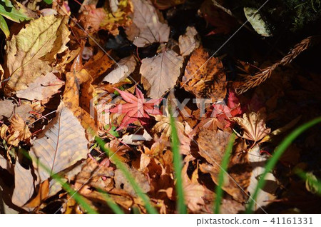 也在落葉中。 41161331