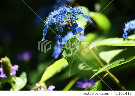 Yamaha rice which is exposed to light 41161412