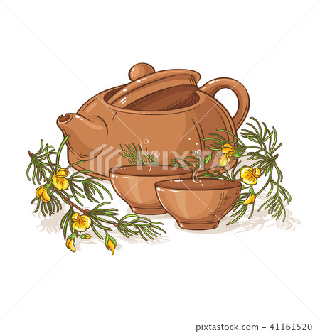 rooibos tea illustration 41161520