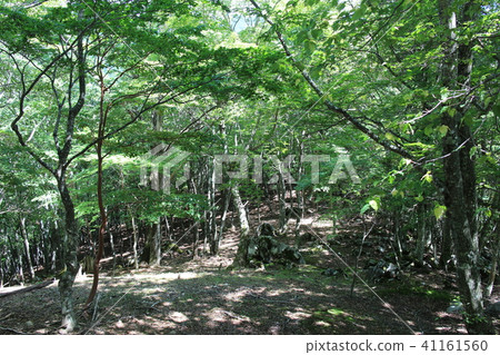 Otagichigahara Otagichigahara 41161560