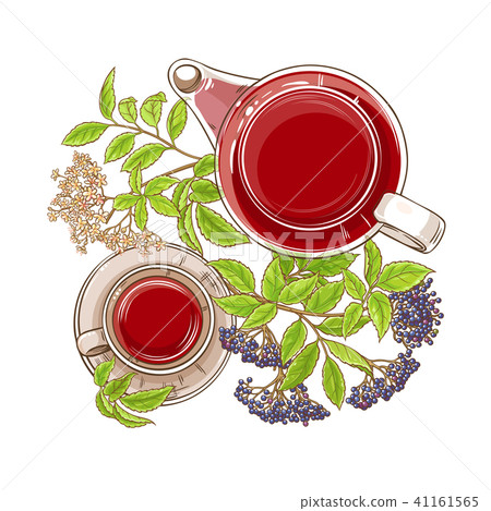 elderberry tea illustration elderberry tea illustration 41161565