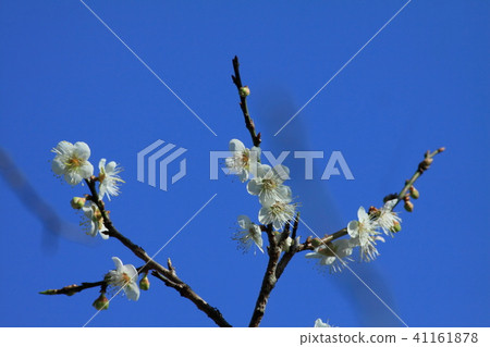 梅,梅花,白梅花 梅,梅花,白梅花 41161878