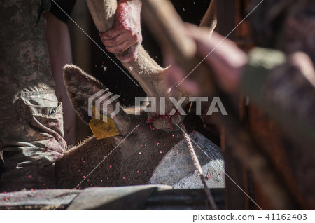 Cutting antlers of Altaic stag maral Cutting antlers of Altaic stag maral 41162403