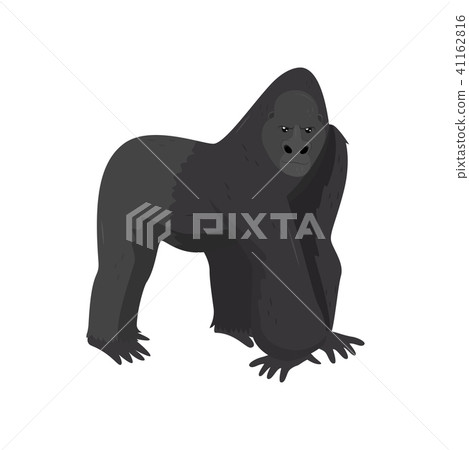 Large black gorilla. Wild mammal animal. Wildlife and zoo theme. Flat vector element for banner or 41162816