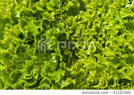 lola rossa lettuce close up background 41162860