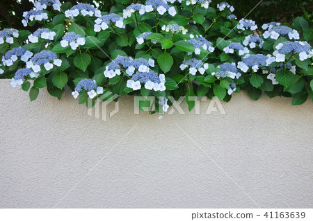 Hydrangea and fence 41163639
