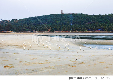 Flocks of herons looking for food on the beach 41165049