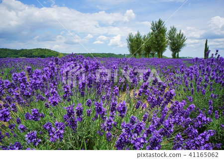 千葉縣薰衣草田櫻 41165062