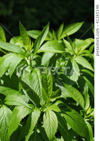 棕色eyedrybana葉子 41165146