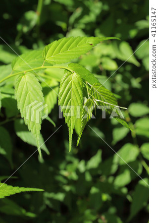 Yaeyamabuki的年輕葉子 41165147
