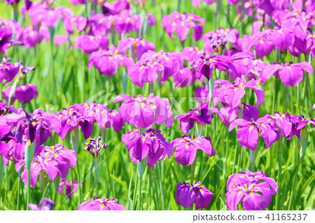 Hanabishi花 41165237