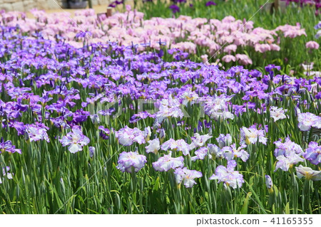 Hanabishi花 41165355