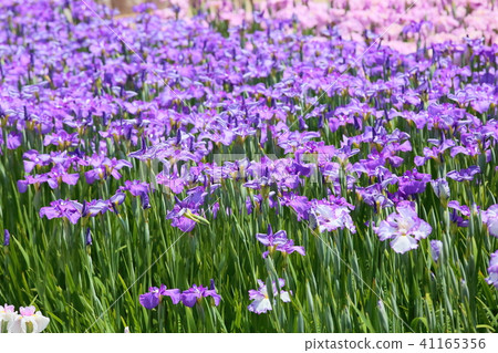 Hanabishi花 41165356