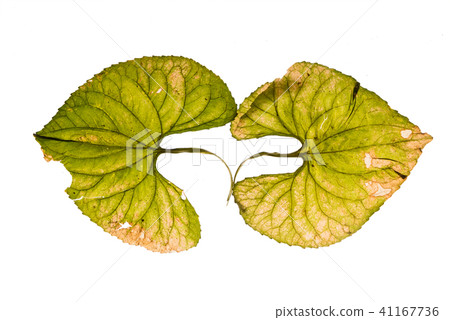 dry hydrangea 41167736