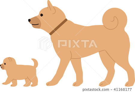 Walking puppy and parent dog 41168177