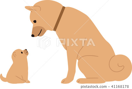 Puppy looking and parent dog 41168178