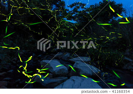 螢火蟲 41168354
