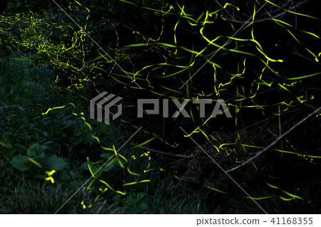 螢火蟲 41168355