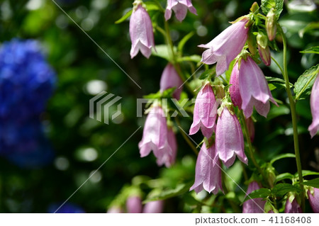 涼爽的初夏花螢火蟲刷 繡球花 園藝圖像素材 照片素材 圖片 圖庫