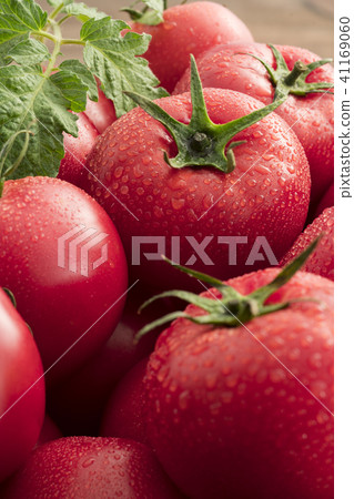 Tomato Tomato 41169060