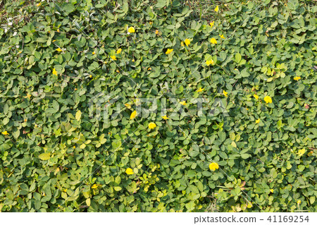 Background of fresh green leaf 41169254