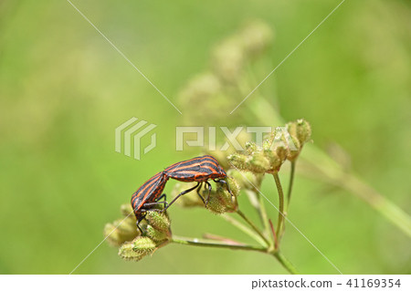 Akazushigamushi (red beetle tortoisesis) and beaked lice Akazushigamushi (red beetle tortoisesis) and beaked lice 41169354