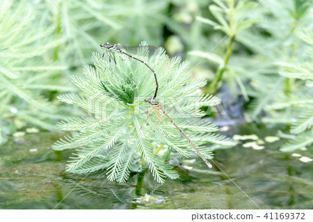 產卵的蜻蜓 41169372