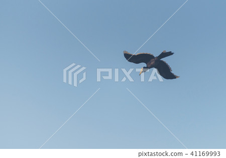 Beautiful Oriental pied hornbill 41169993