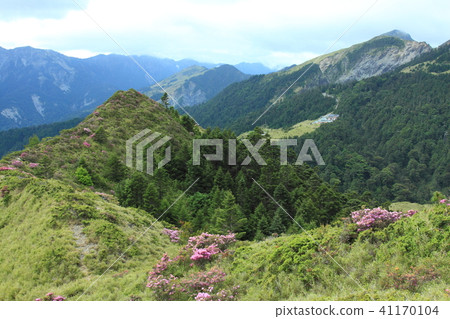 紅毛杜鵑,杜鵑,合歡山 41170104