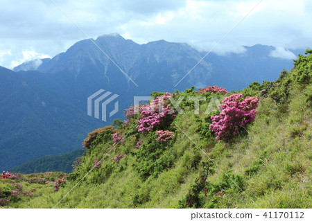 紅毛杜鵑,杜鵑,合歡山 紅毛杜鵑,杜鵑,合歡山 41170112